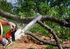 Best Storm Damage Tree Cleanup  in Bayview, CA