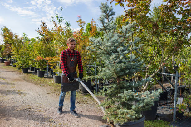 Best Hazardous Tree Removal  in Bayview, CA